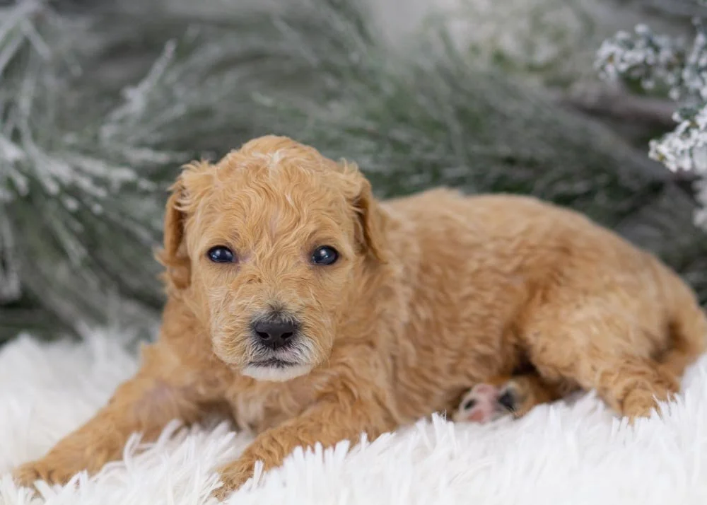 goldendoodle for sale