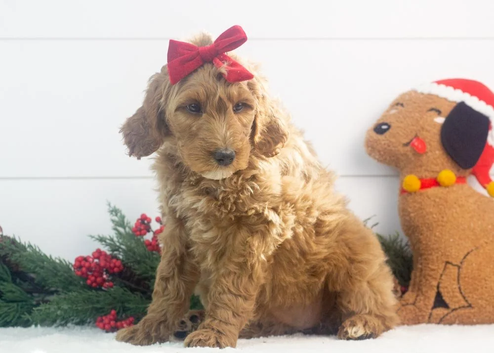 Jazz goldendoodle for sale(4).jpg