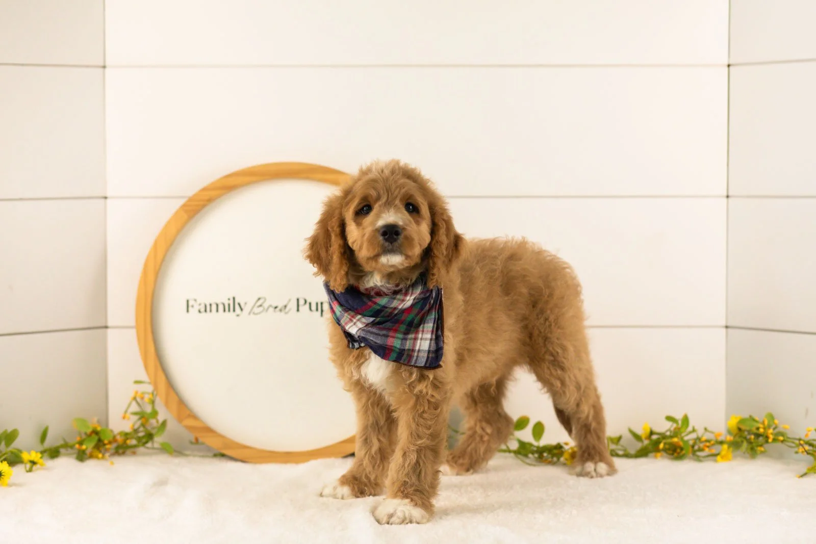 Brie goldendoodle for sale.jpg