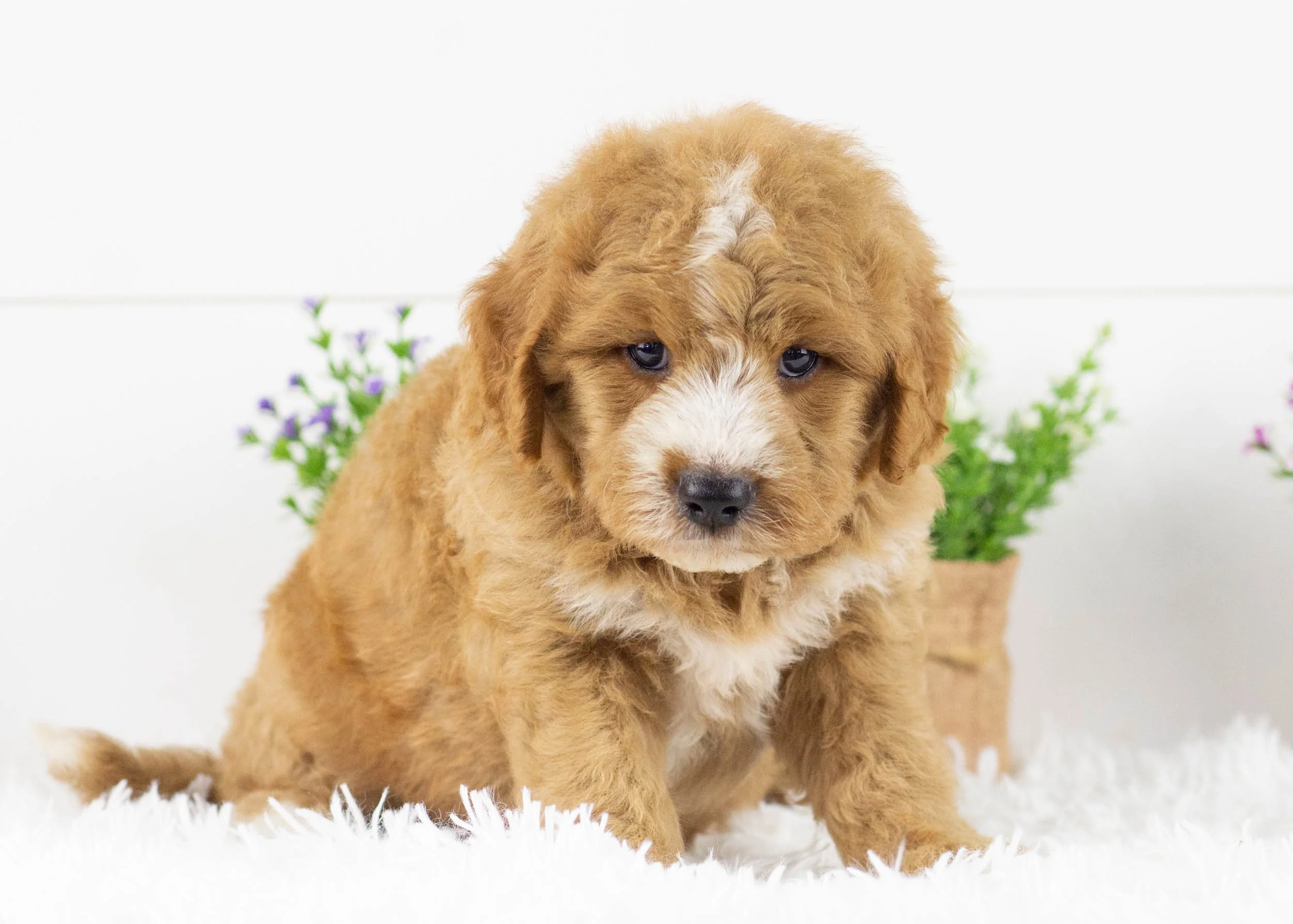 Hawk goldendoodle for sale.jpg