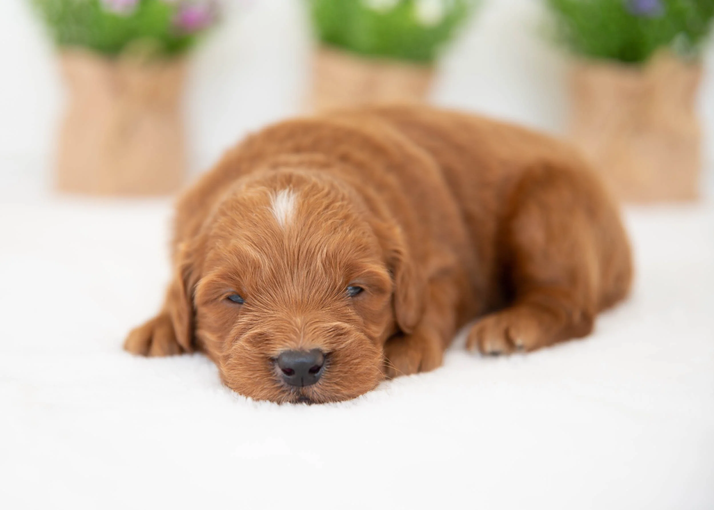 bacon goldendoodle for sal(1).jpg