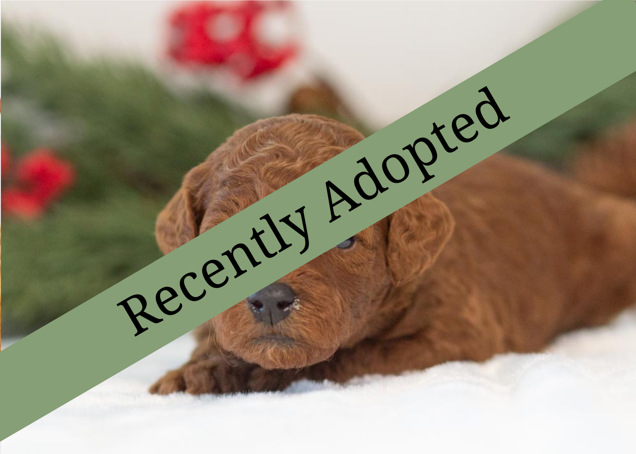 goldendoodle for sale