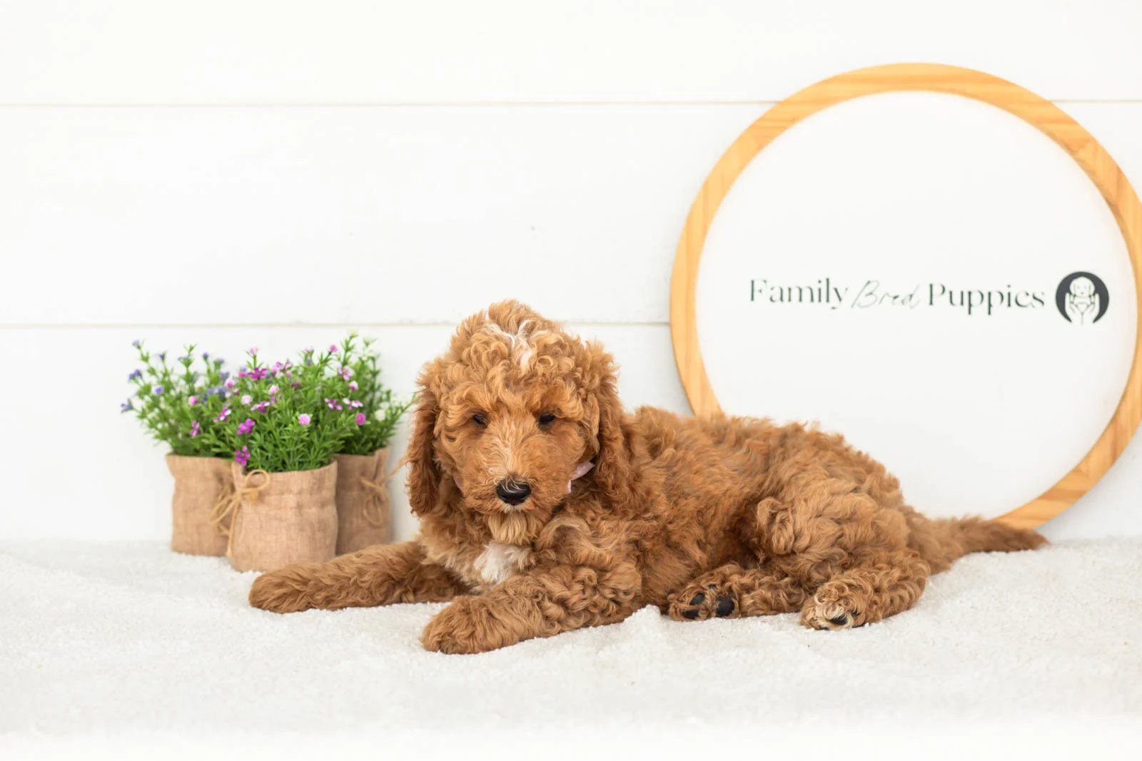 Ham goldendoodle for sale.jpg