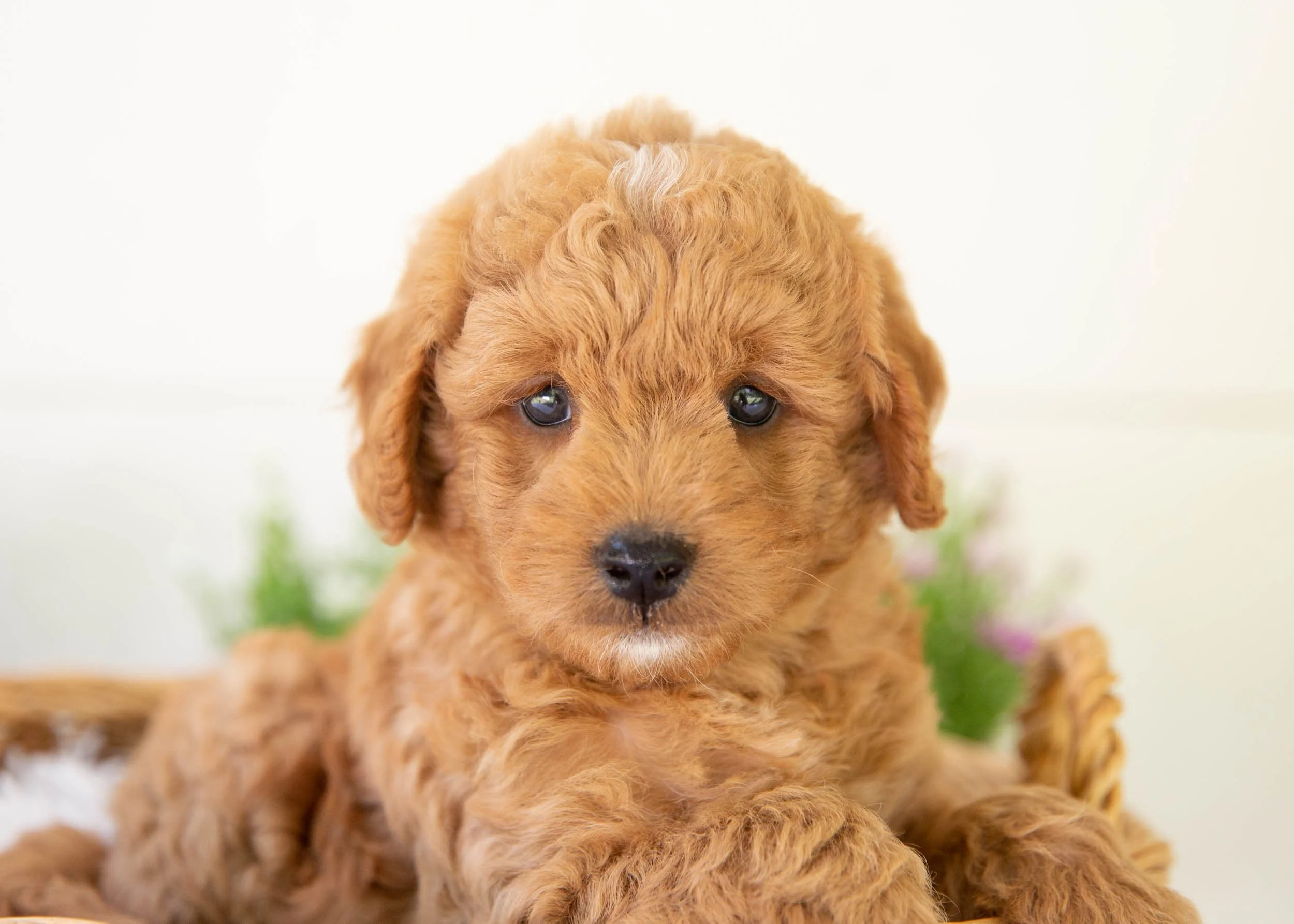 Leo goldendoodle for sale(2).jpg