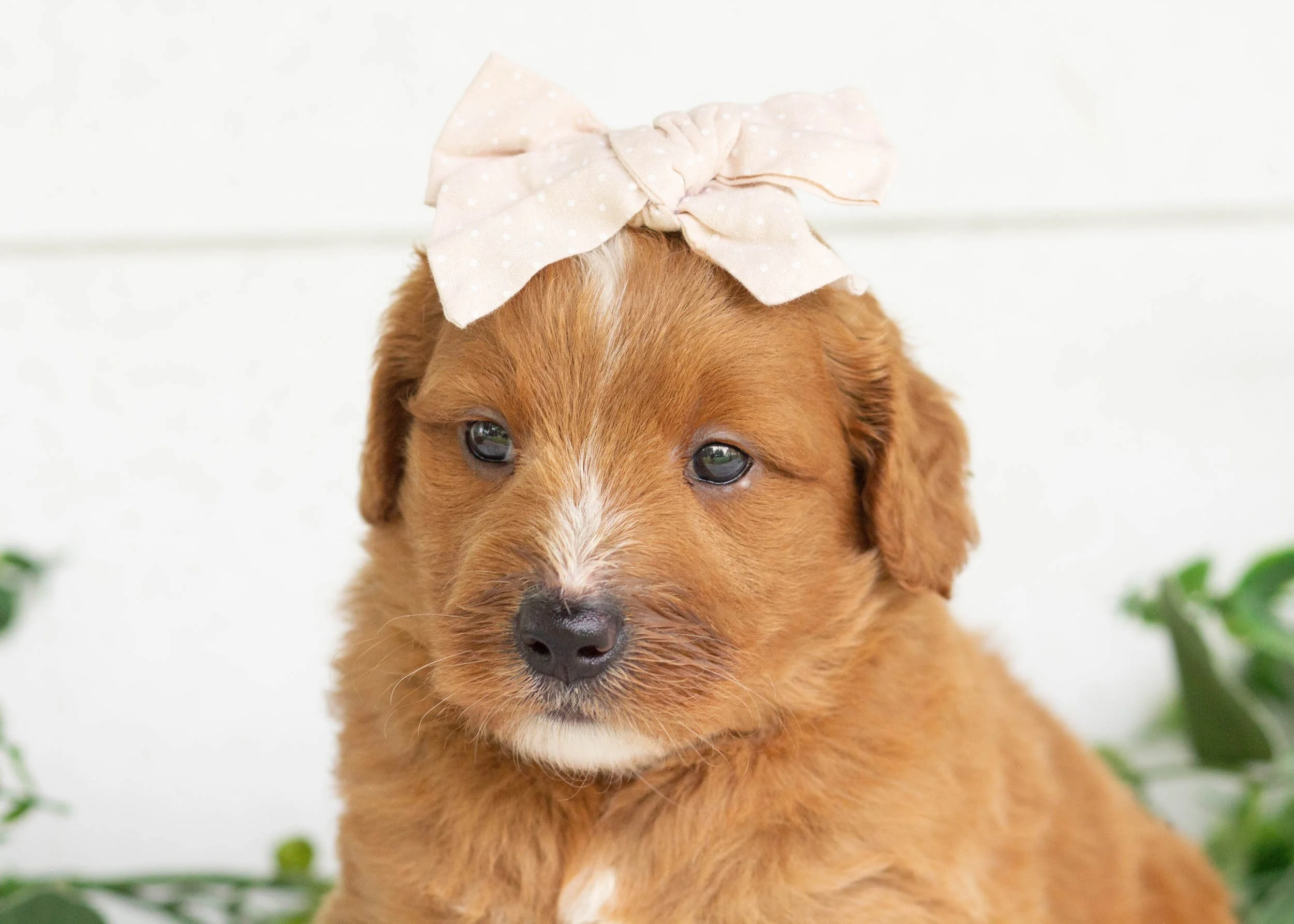 Waffles Goldendoodle For Sale(1).jpg