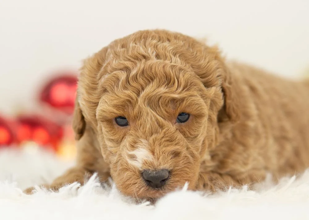 Chilli goldendoodle for sale(1).jpg