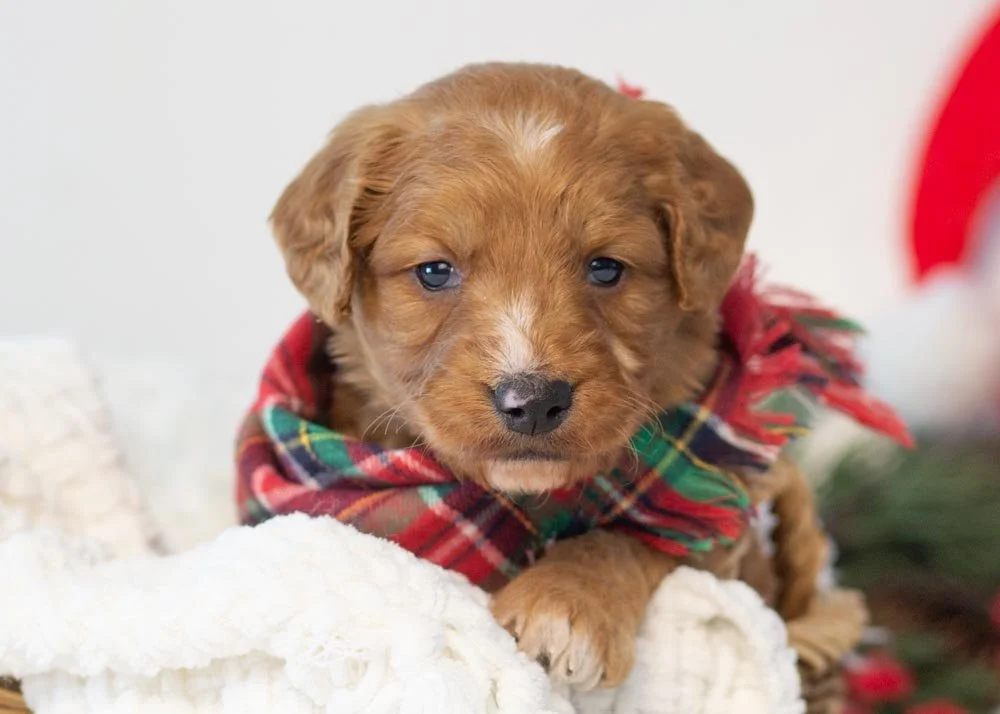 Almond goldendoodle for sale(1).jpg