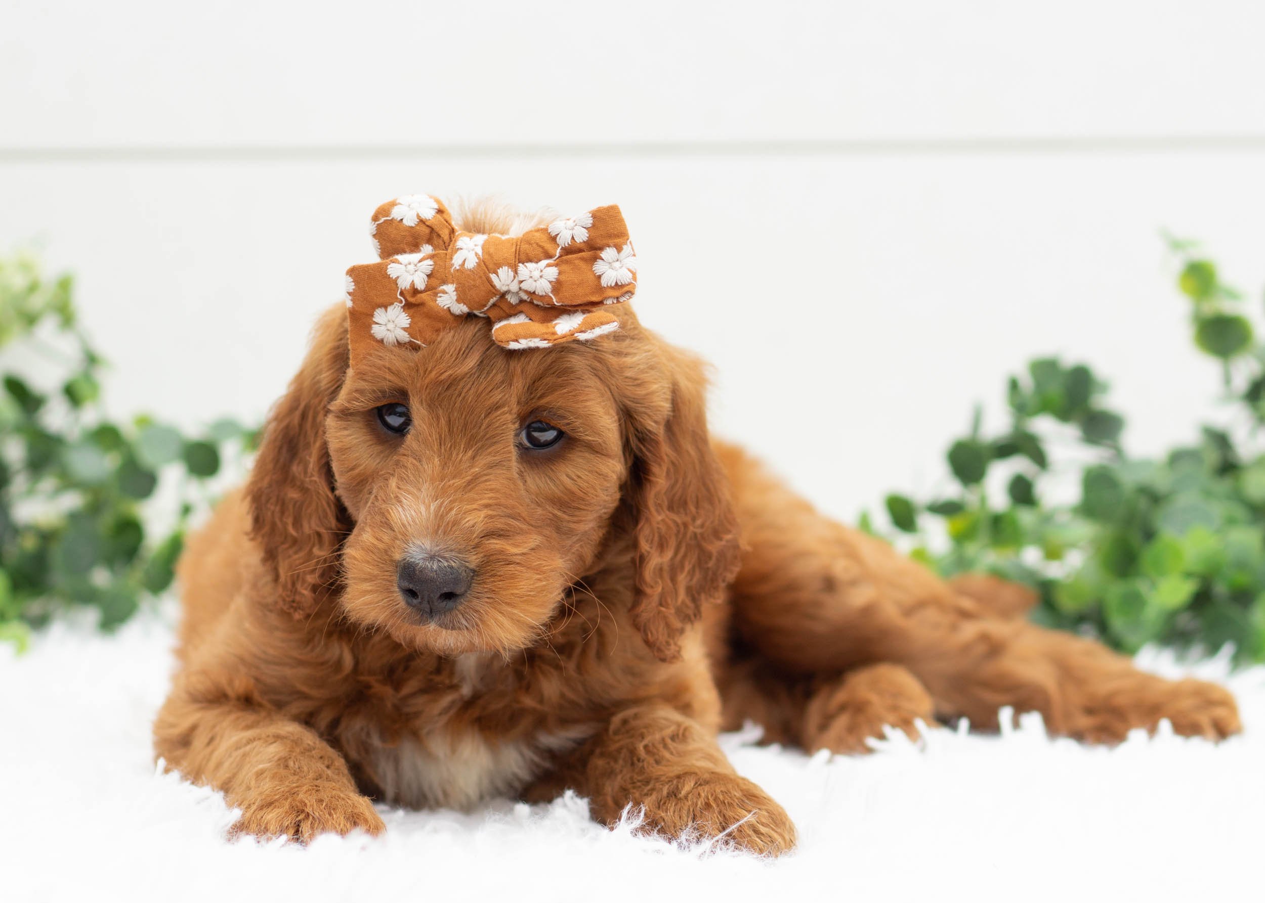 River Goldendoodle For Sale.jpg