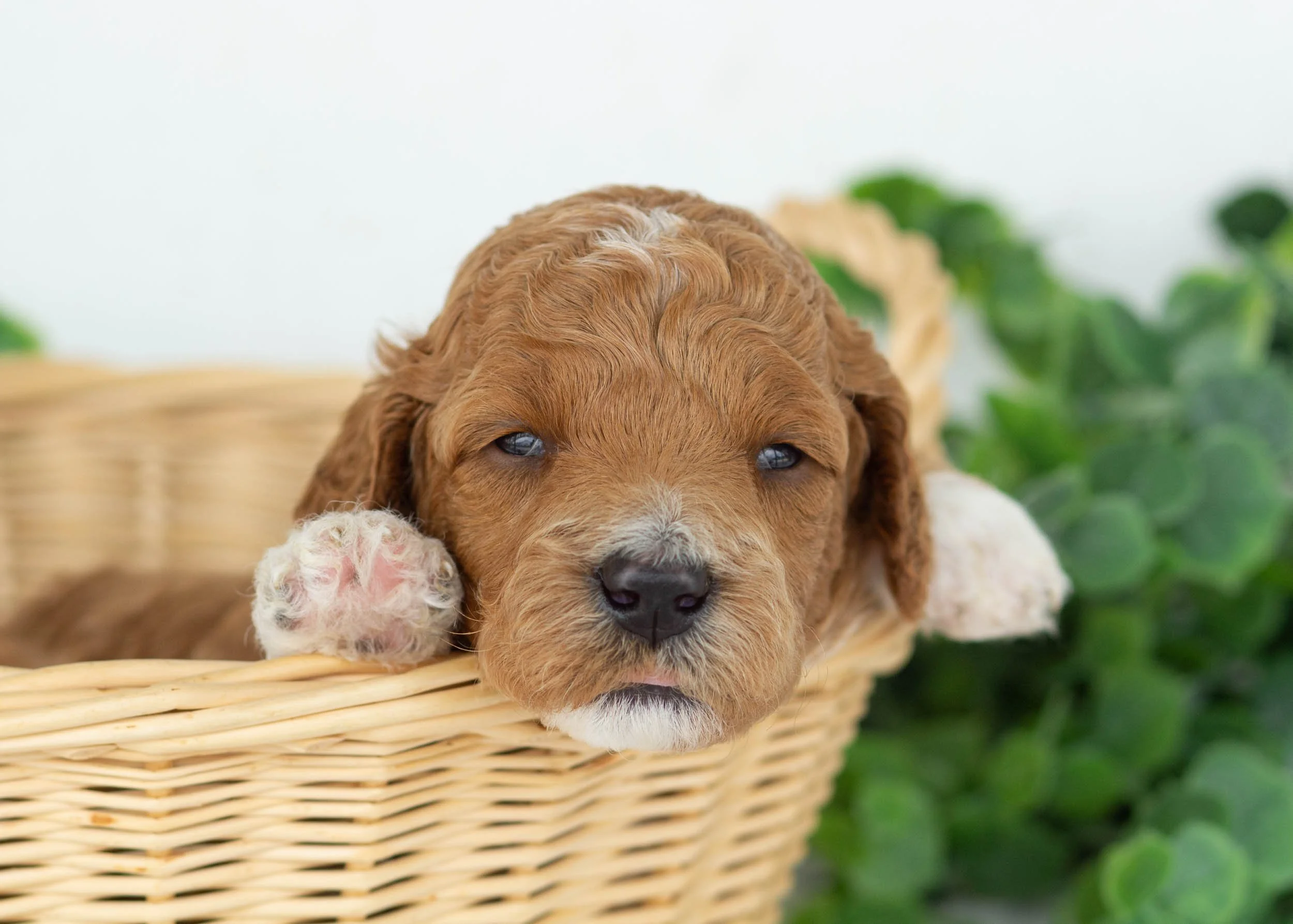 Jett goldendoodle for sale.jpg