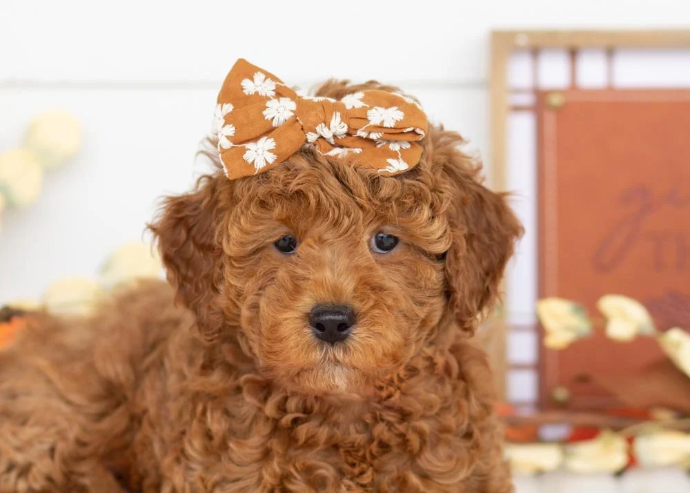 Marcus 9-29-25 Bell 4.70-2.jpg