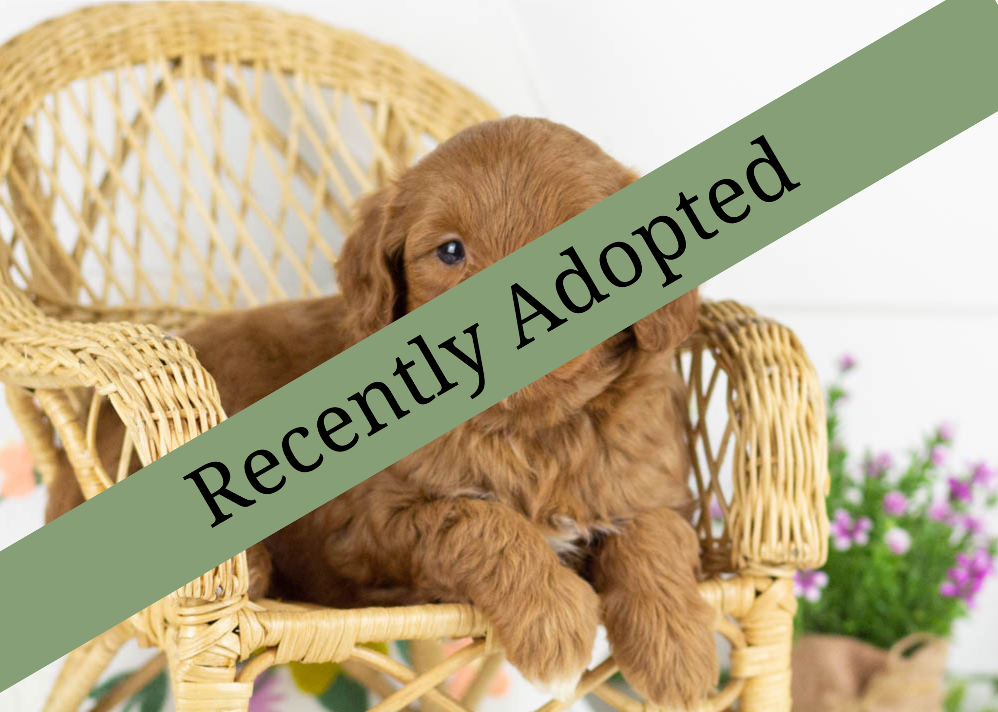goldendoodle for sale
