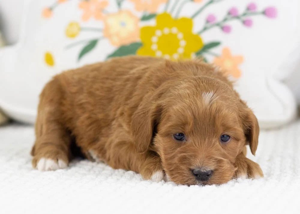 chanel goldendoodle for sale(1).jpg