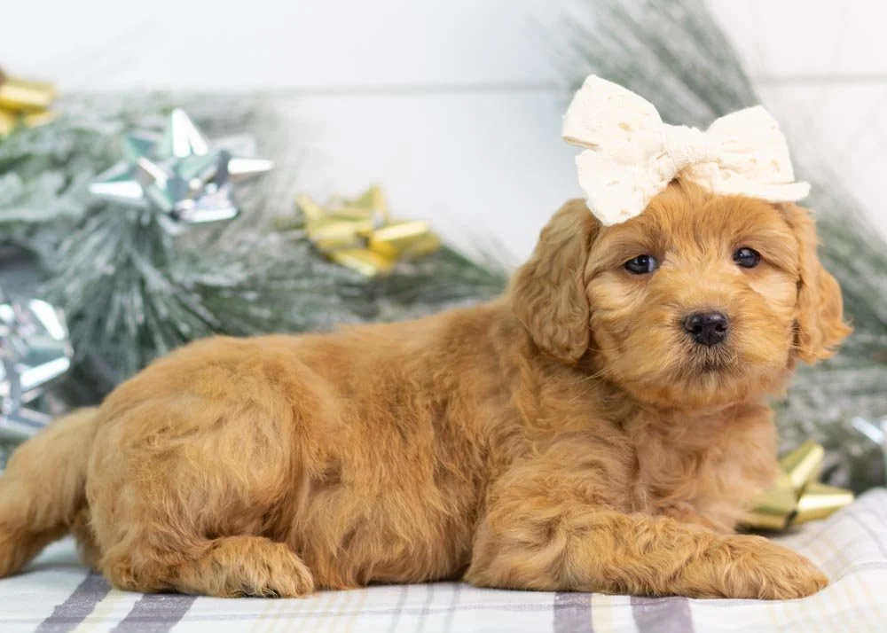 Lynx goldendoodle for sale(2).jpg