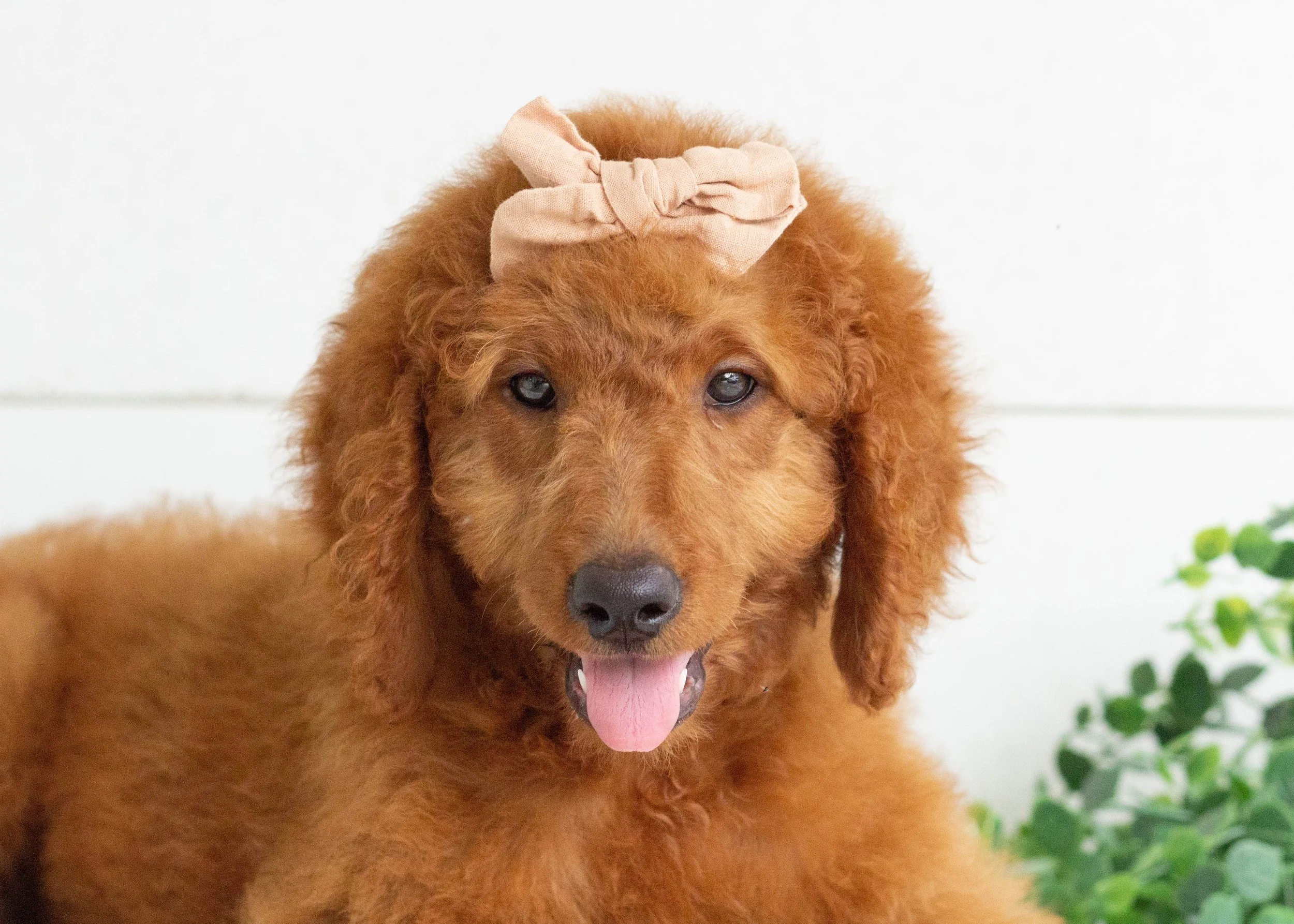 Reba goldendoodle for sale(1).jpg