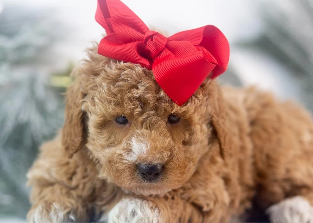 Chilli goldendoodle for sale(3).jpg