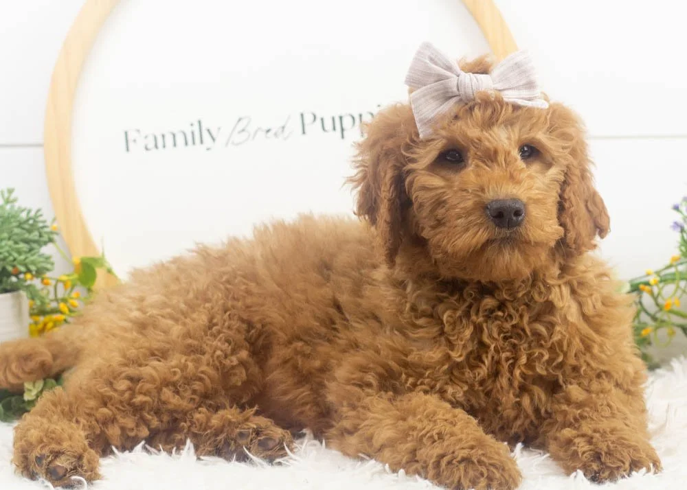 ava goldendoodle for sale.jpg