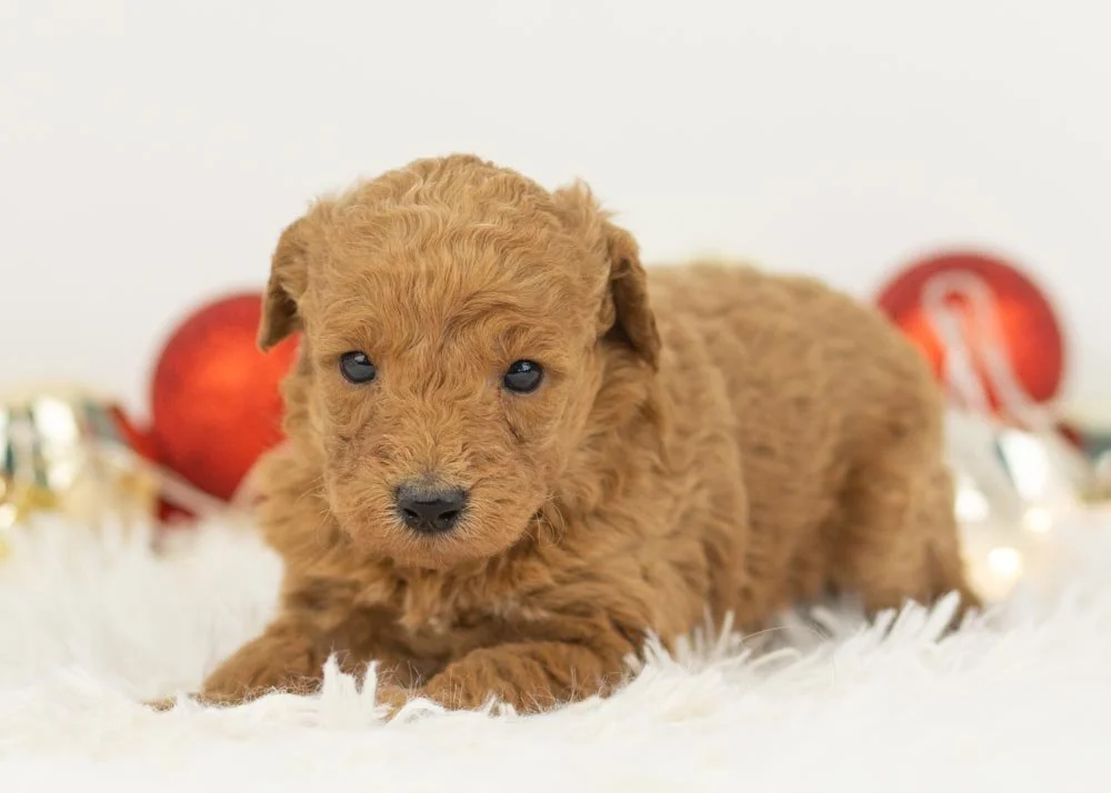Bingo goldendoodle for sale(2).jpg