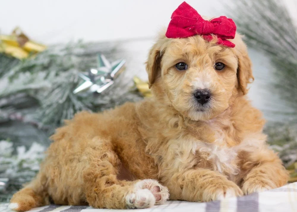 Fox goldendoodle for sale(2).jpg