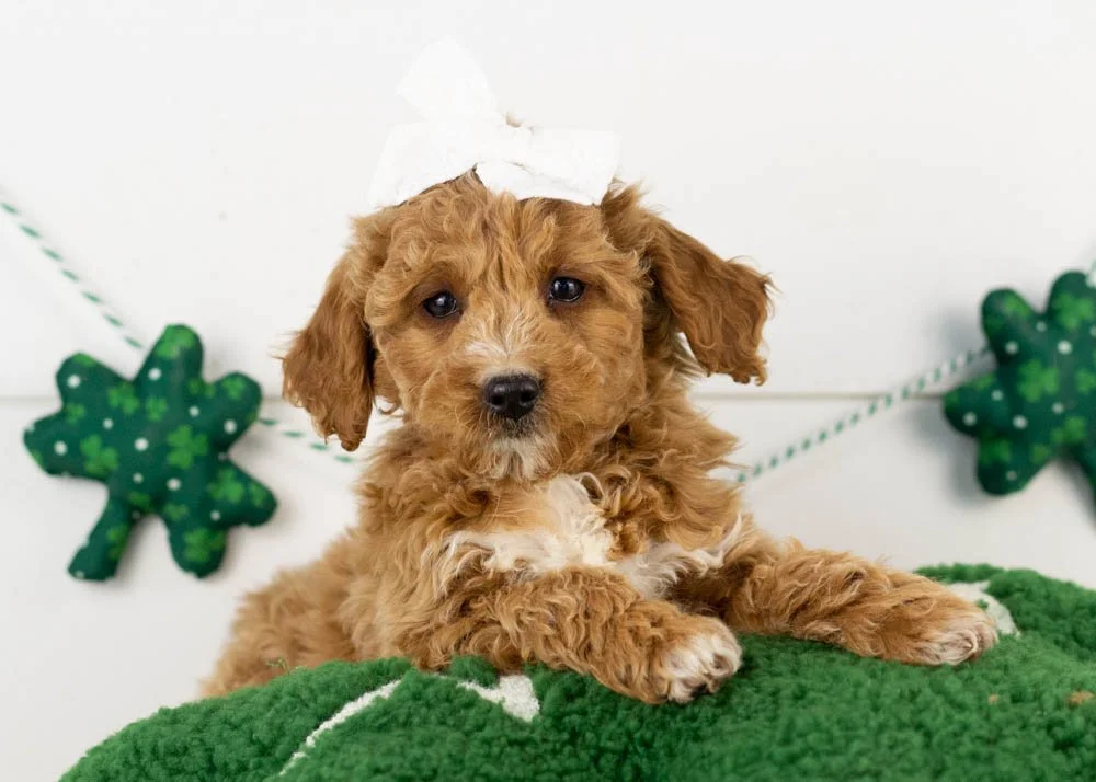 truffle goldendoodle for sale.jpg