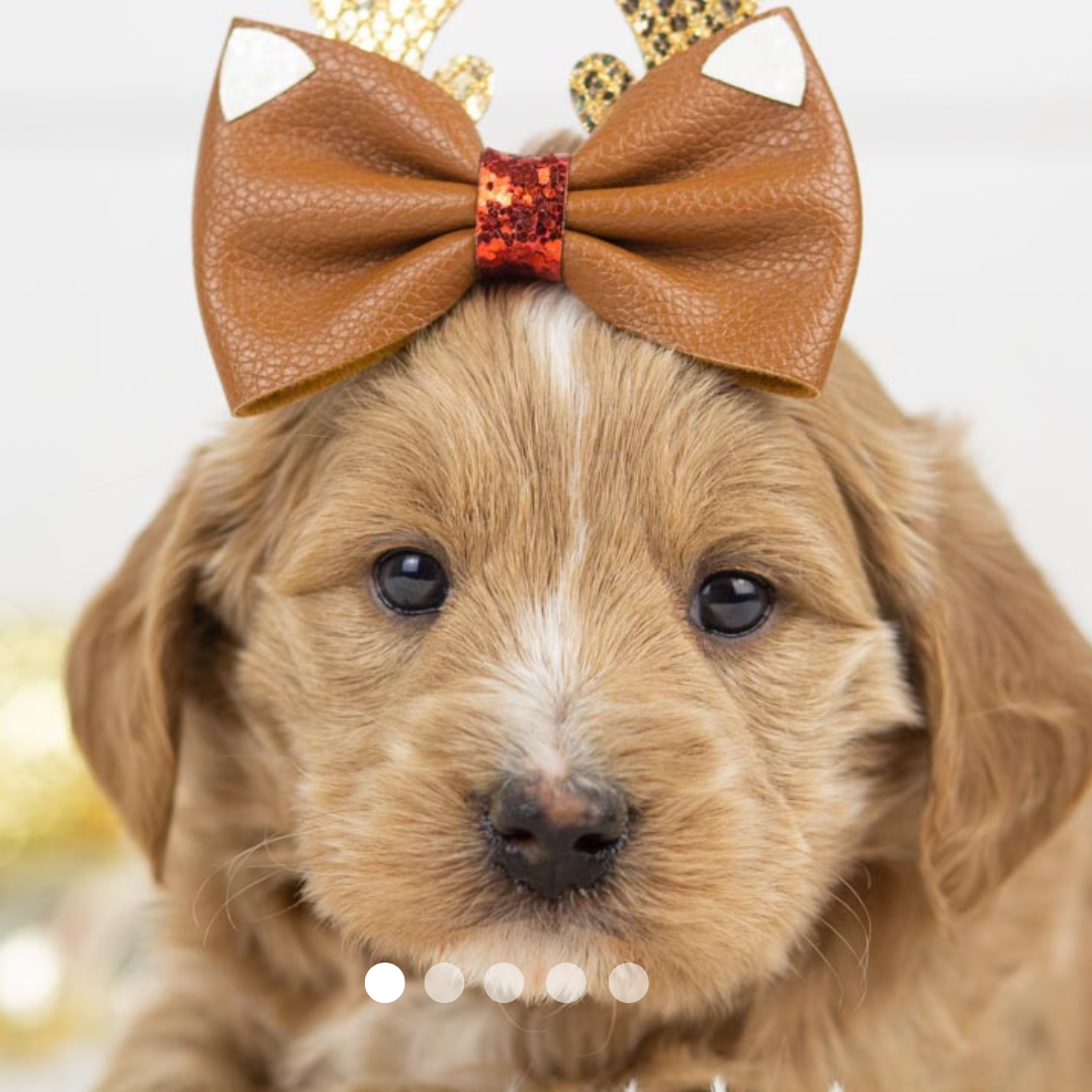 Copy of FBP Design.png