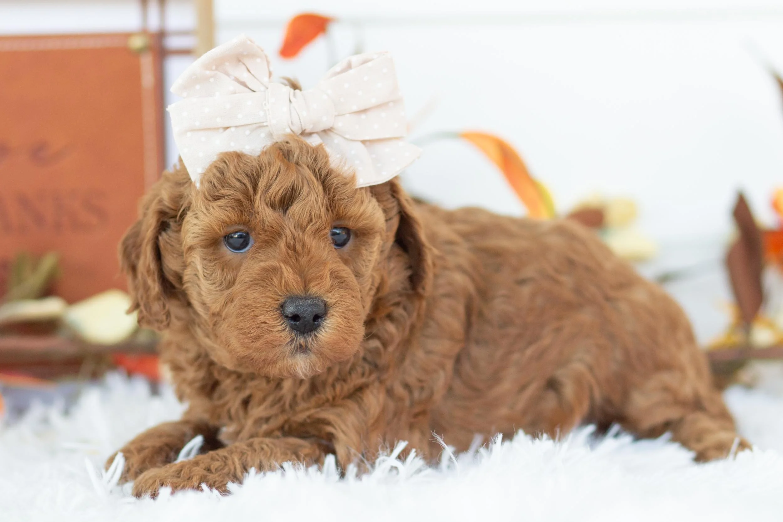 bell goldendoodle for sale(2).jpg