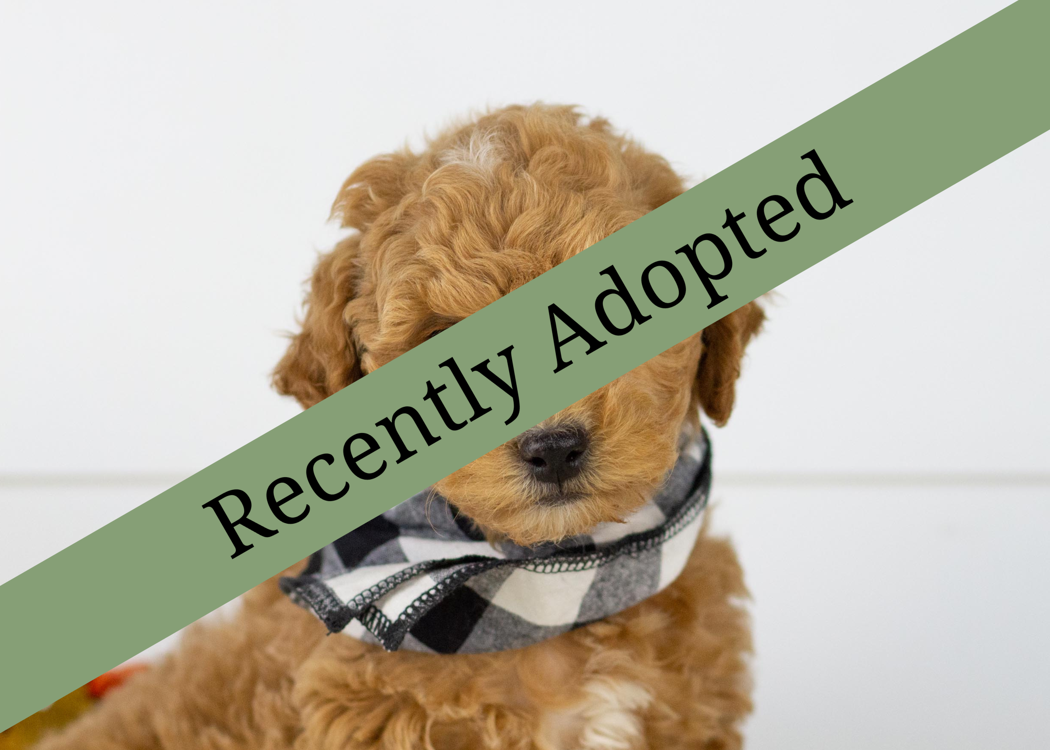 goldendoodle for sale