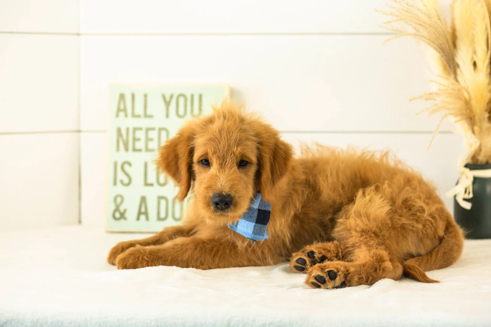 Evan goldendoodle for sale.jpg