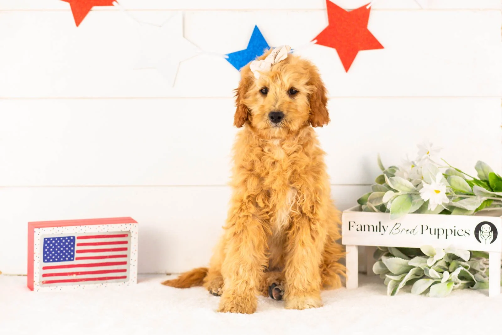 Barbara goldendoodle for sale.jpg