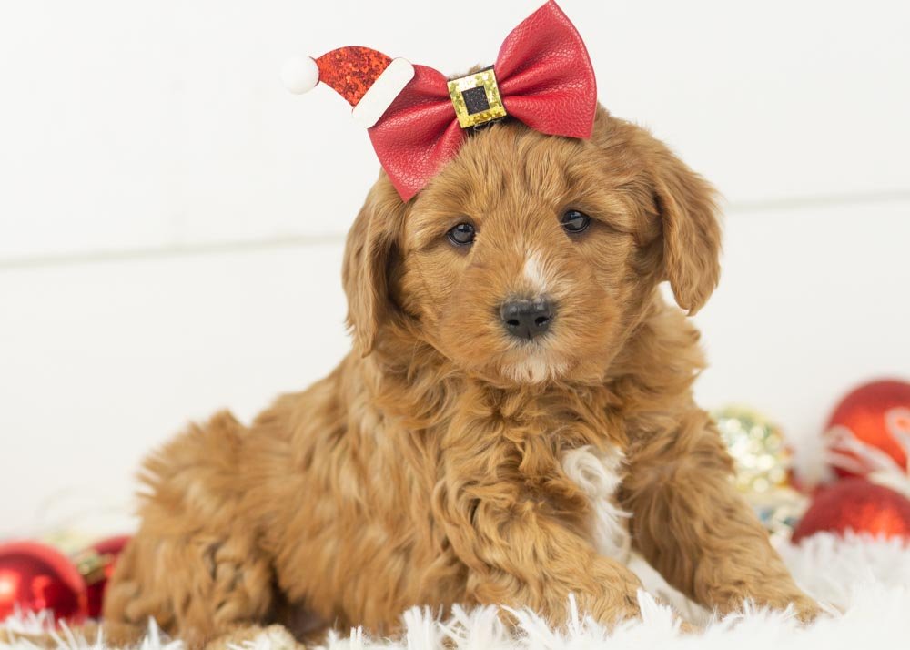 Bell goldendoodle for sale(2).jpg