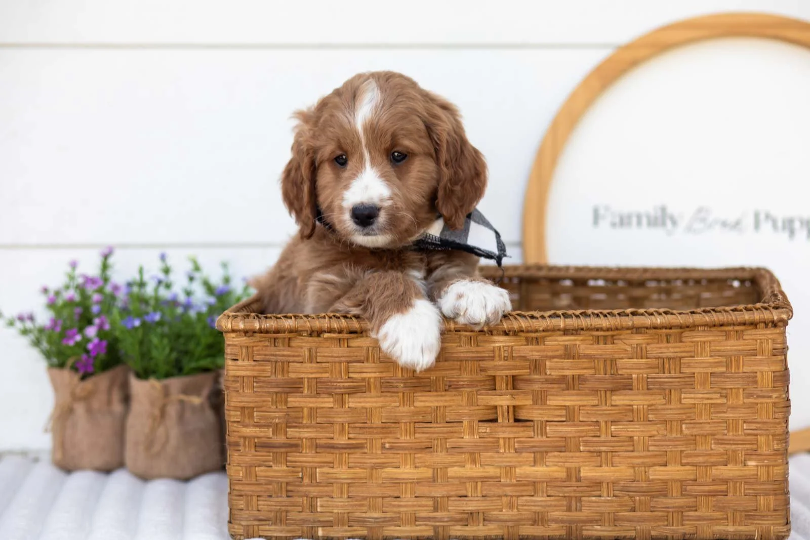 Gruyere goldendoodle for sale(3).jpg