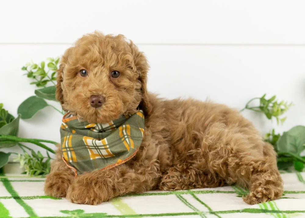 Doug 12-22-25 Texas 5. 8oz-3.jpg