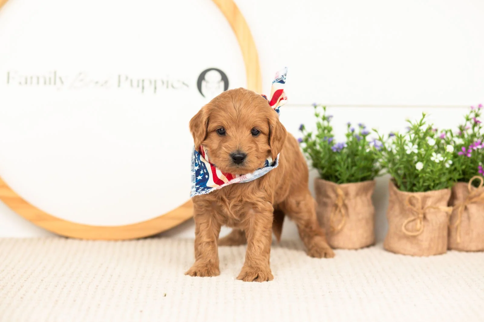 Ember goldendoodle for sale(2).jpg