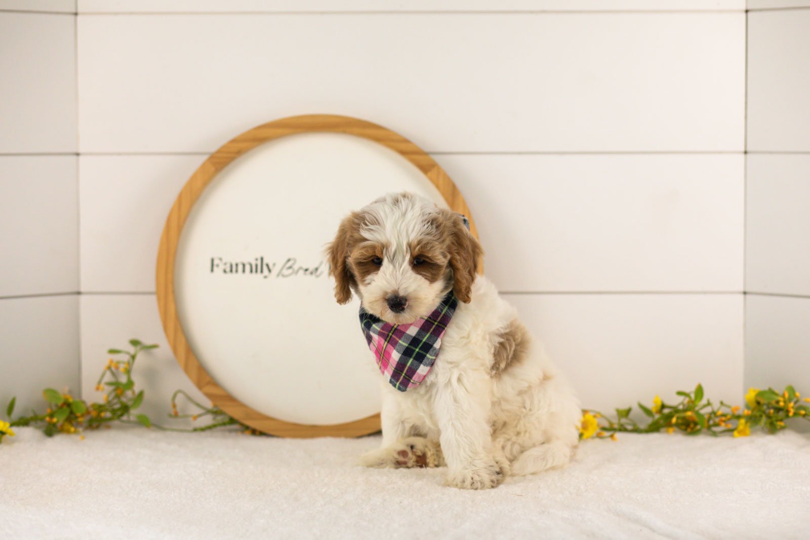 Dominic goldendoodle for sale(1).jpg
