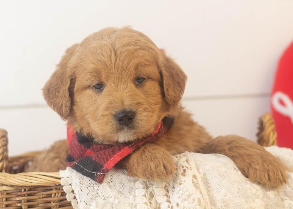 goldendoodle for sale