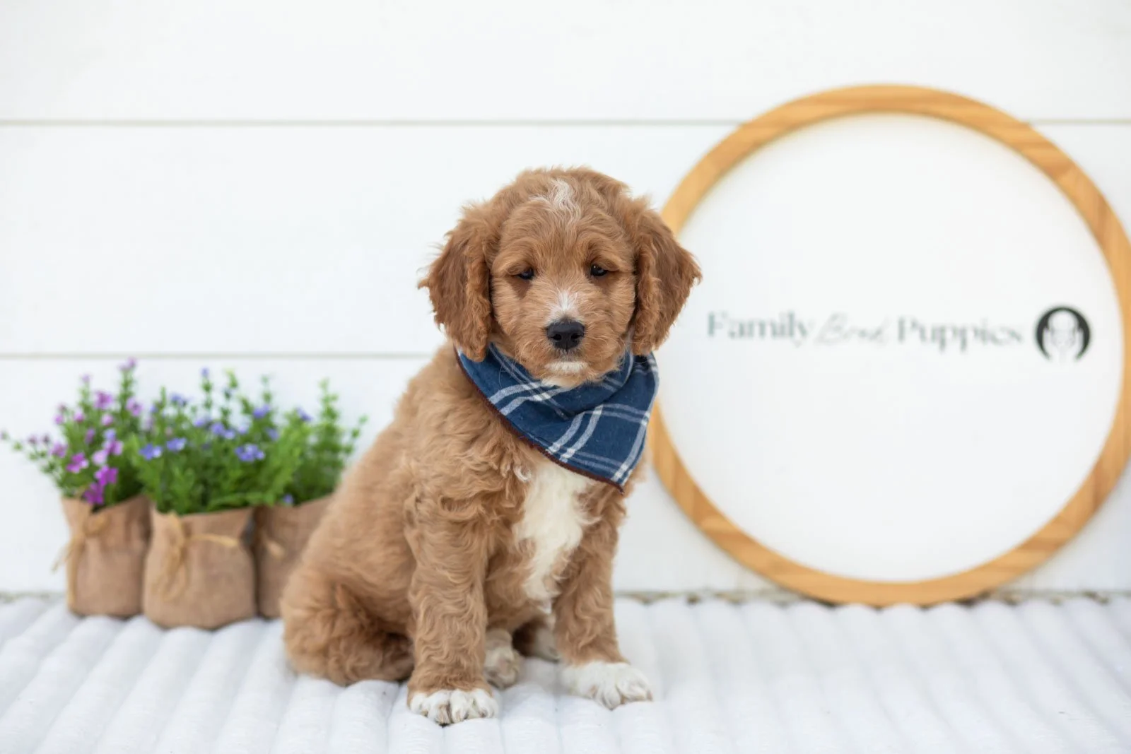 Brie goldendoodle for sale(1).jpg