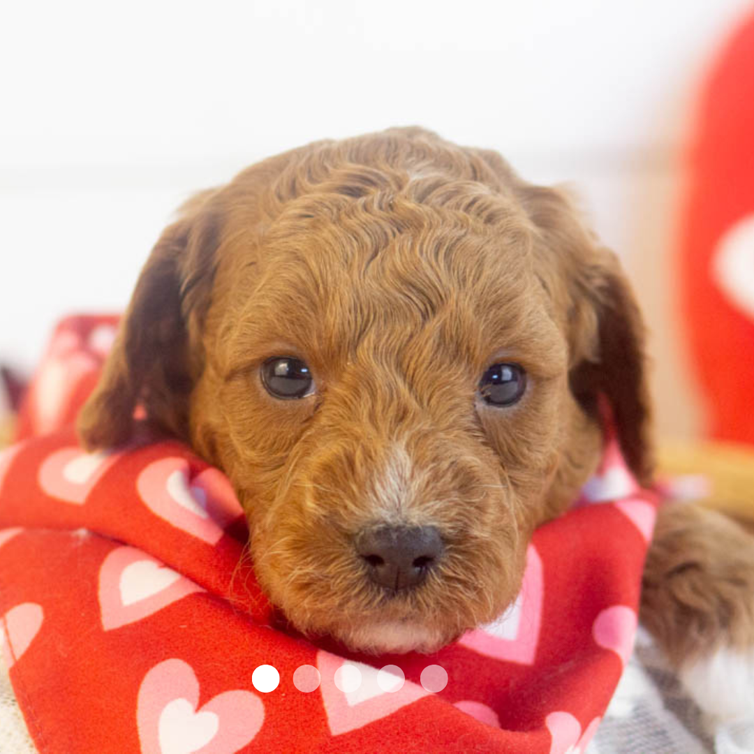 Copy of FBP Design.png