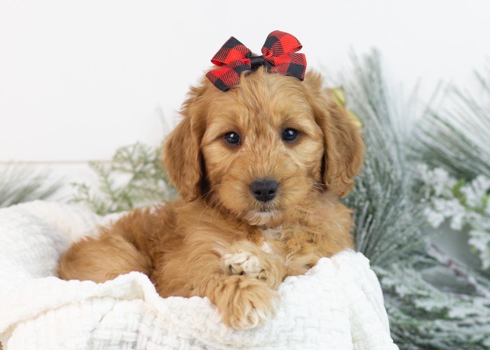 Pistachio goldendoodle for sale..jpg