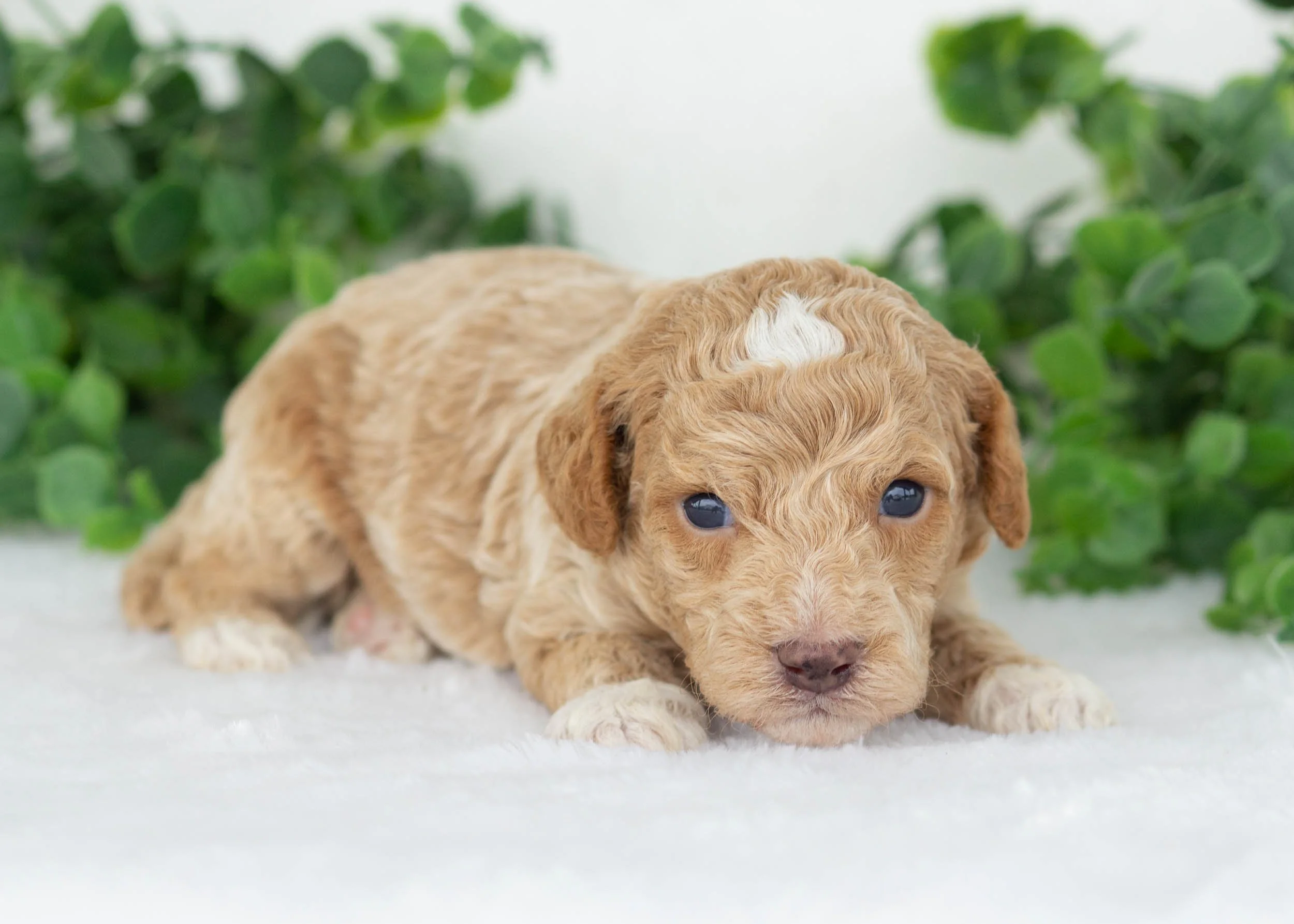 Charles goldendoodle for sale(2).jpg
