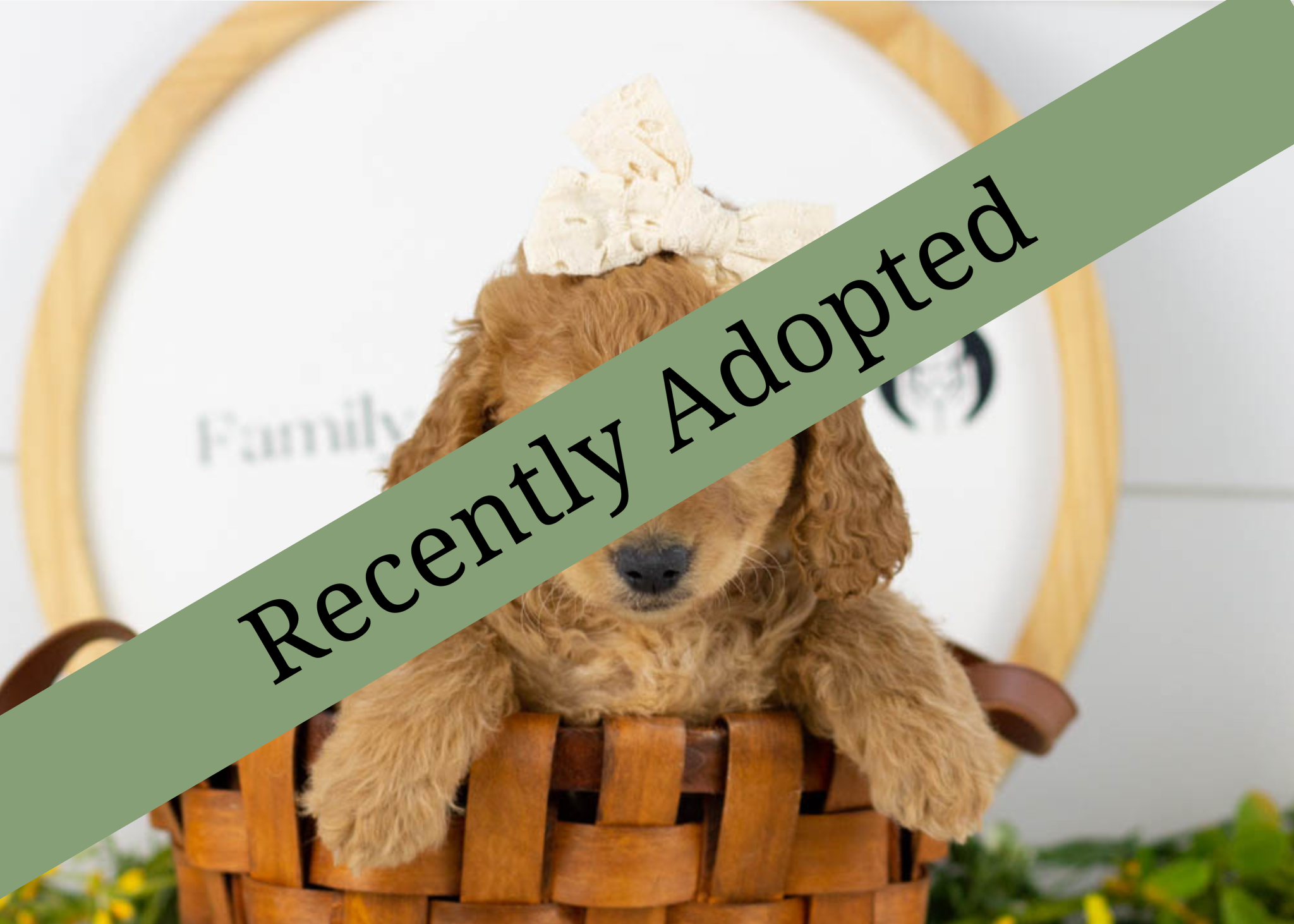 goldendoodle for sale