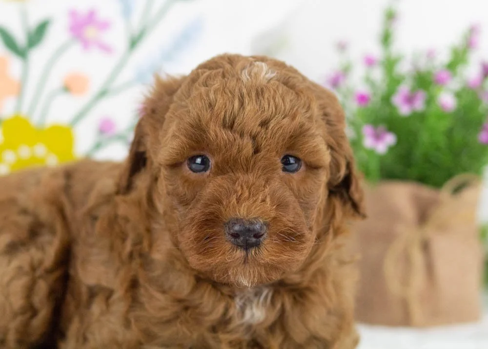 hopper goldendoodle for sale.jpg