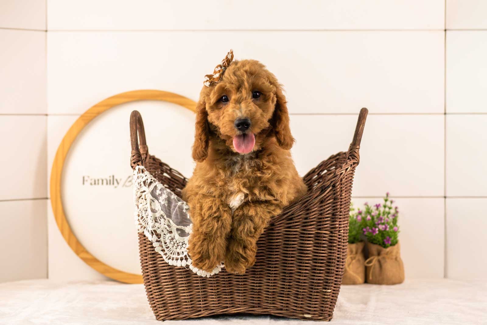Breeze goldendoodle for sale(3).jpg