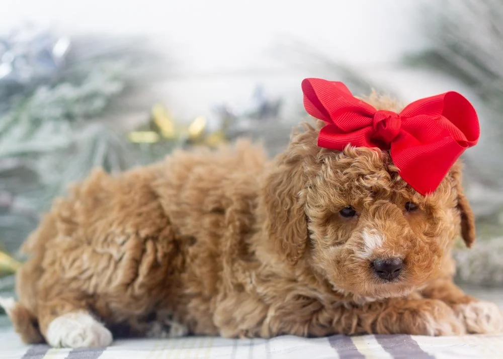 Chilli goldendoodle for sale(2).jpg