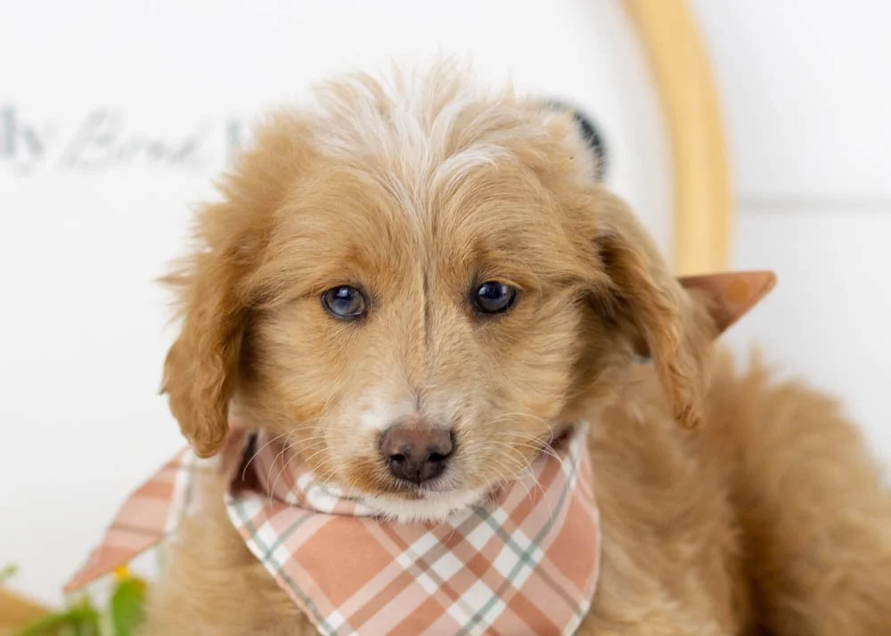 Rhett goldendoodle for sale.jpg