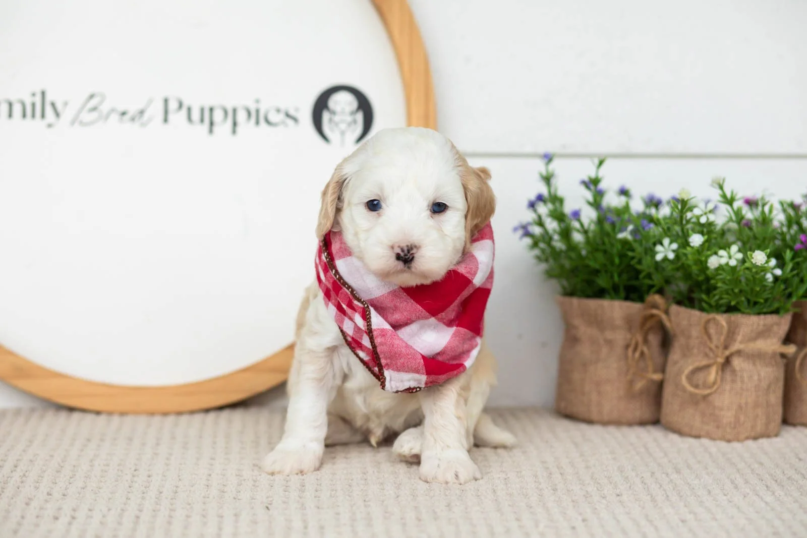 Flash goldendoodle for sale(1).jpg