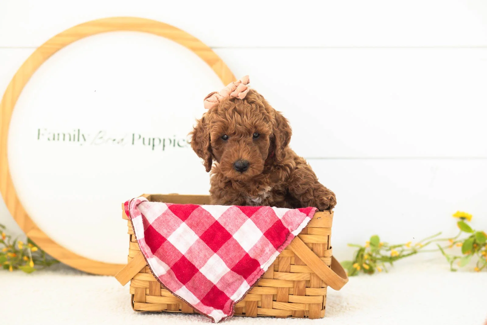 Mallory goldendoodle for sale(3).jpg