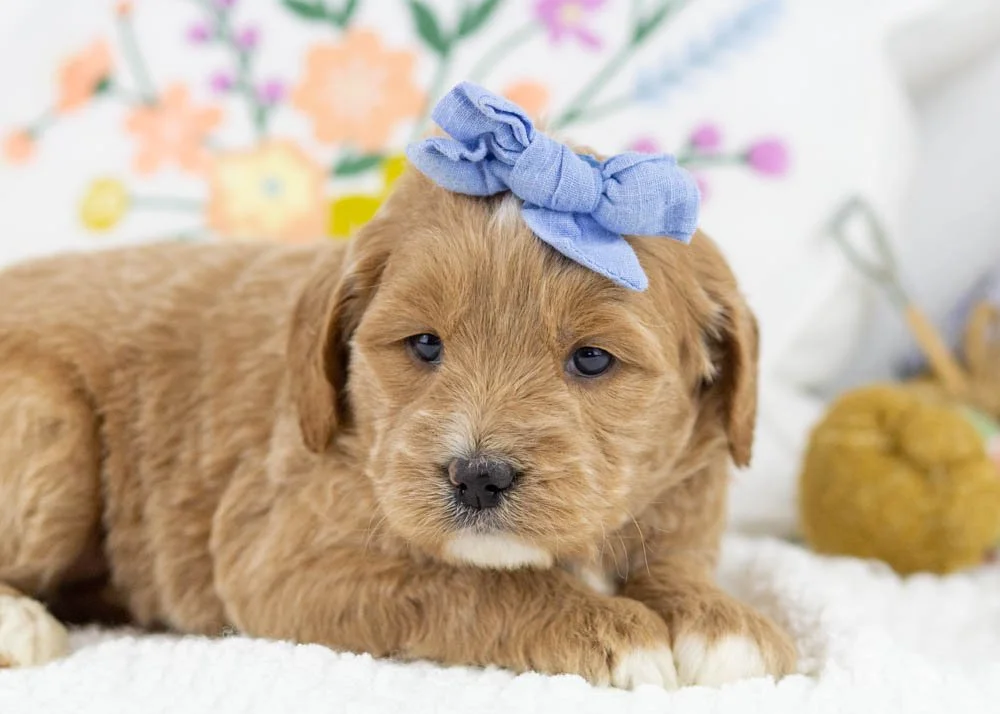 Monica goldendoodle for sale(3).jpg