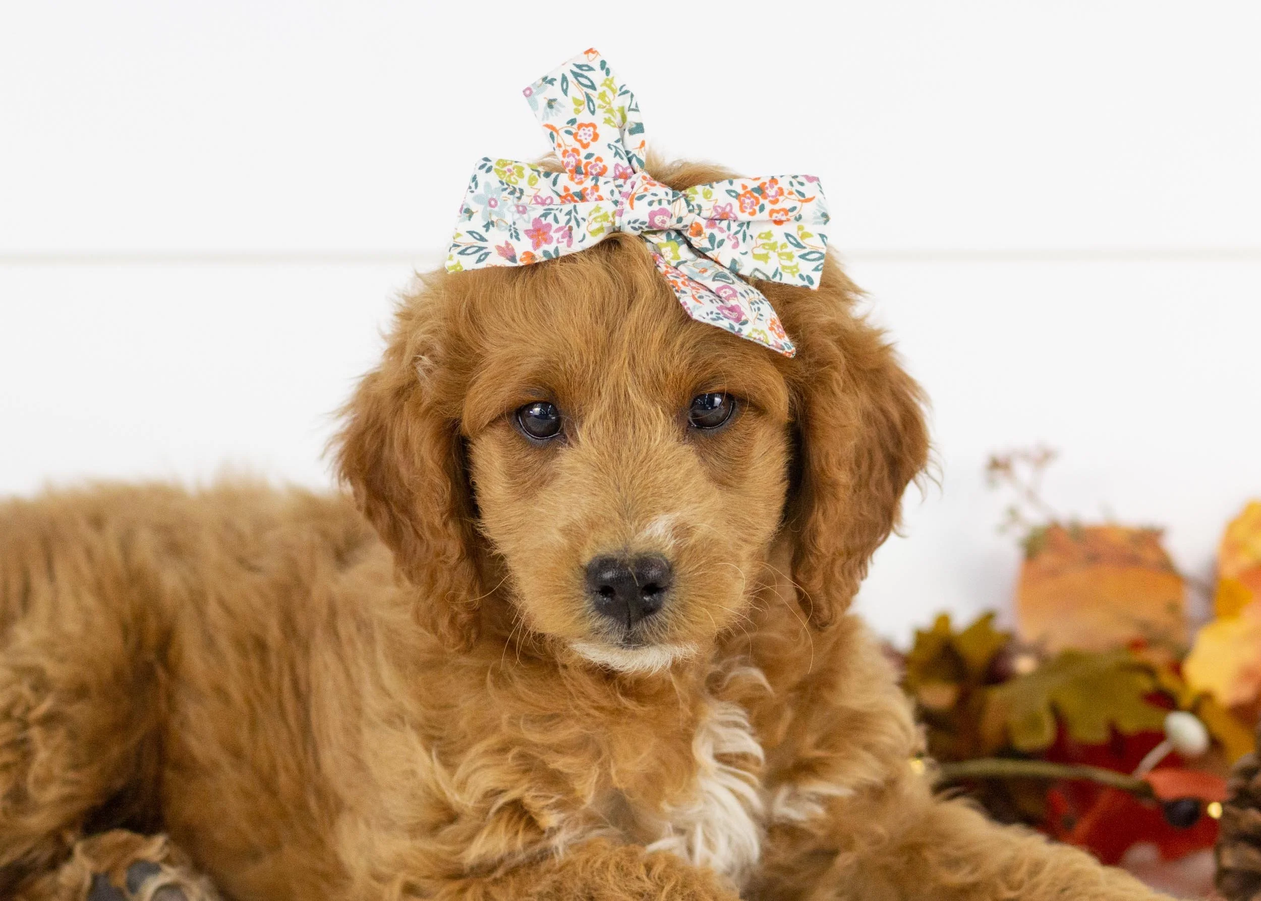 Lola goldendoodle for sale.jpg