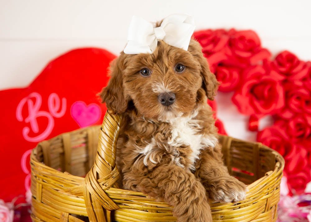 goldendoodle for sale