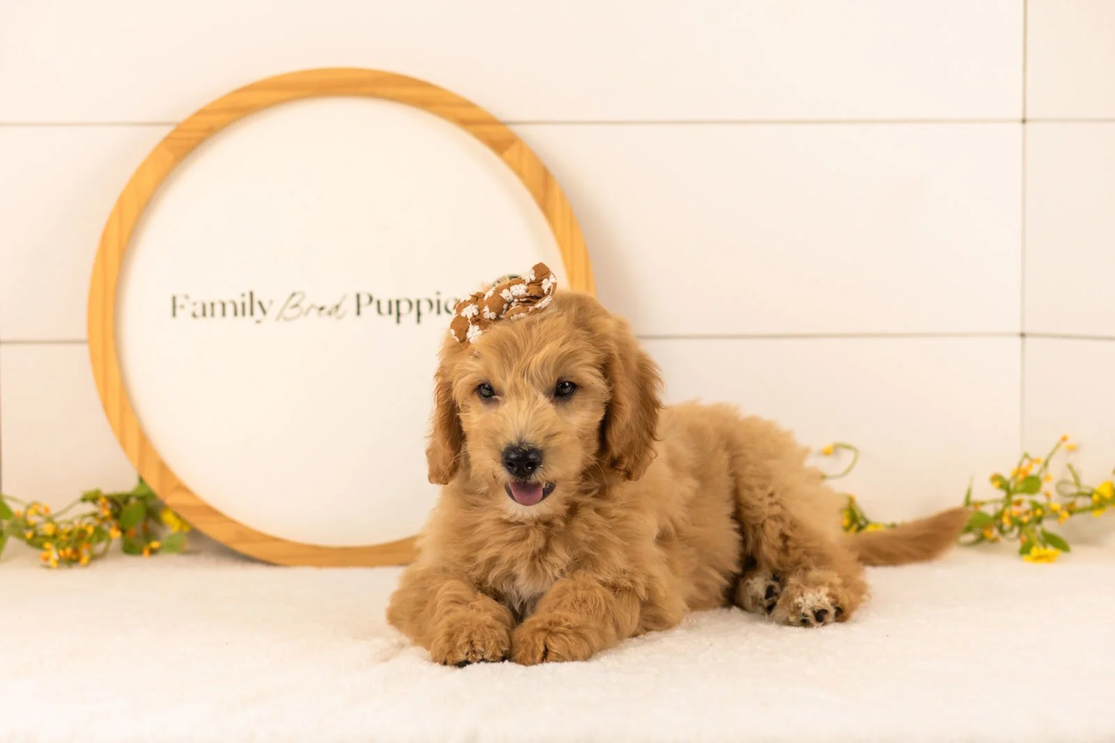 Marty goldendoodle for sale.jpg