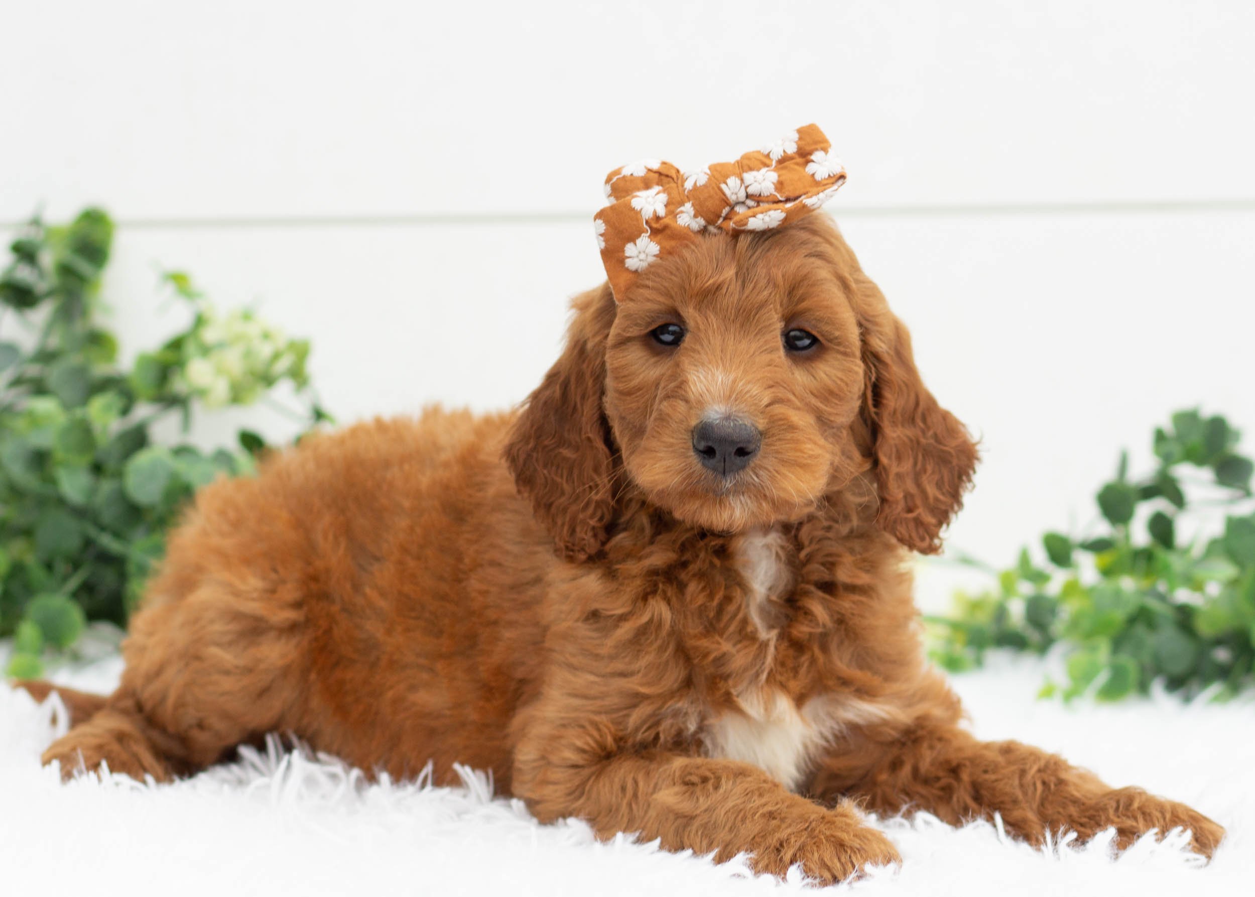River Goldendoodle For Sale(1).jpg